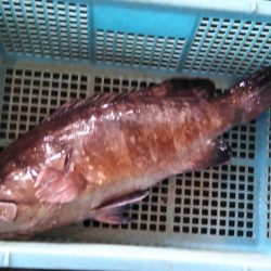 康仁丸・ジギング釣り果